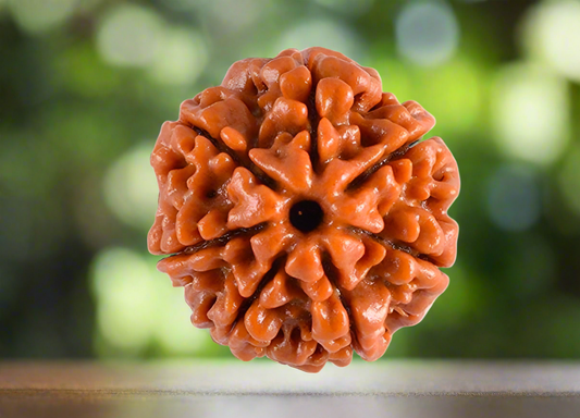 7 Mukhi Rudraksha